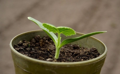 5 причин для выращивания внутри помещения
