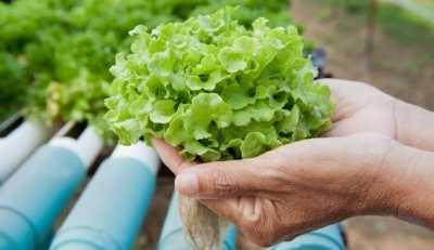 Выращивание на гидропонике. Какие овощи и фрукты лучше возделывать без почвы